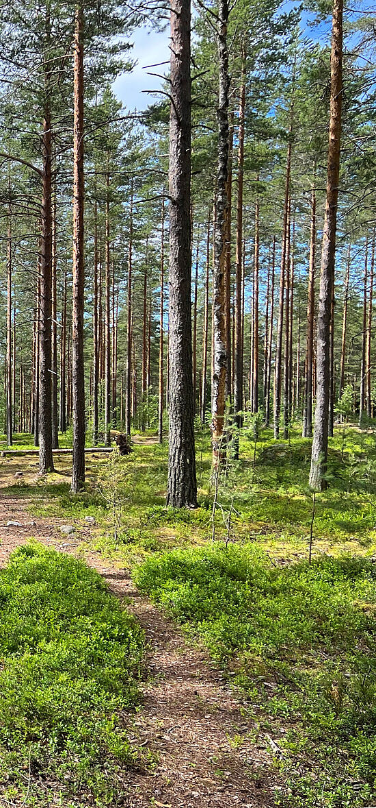 Wald